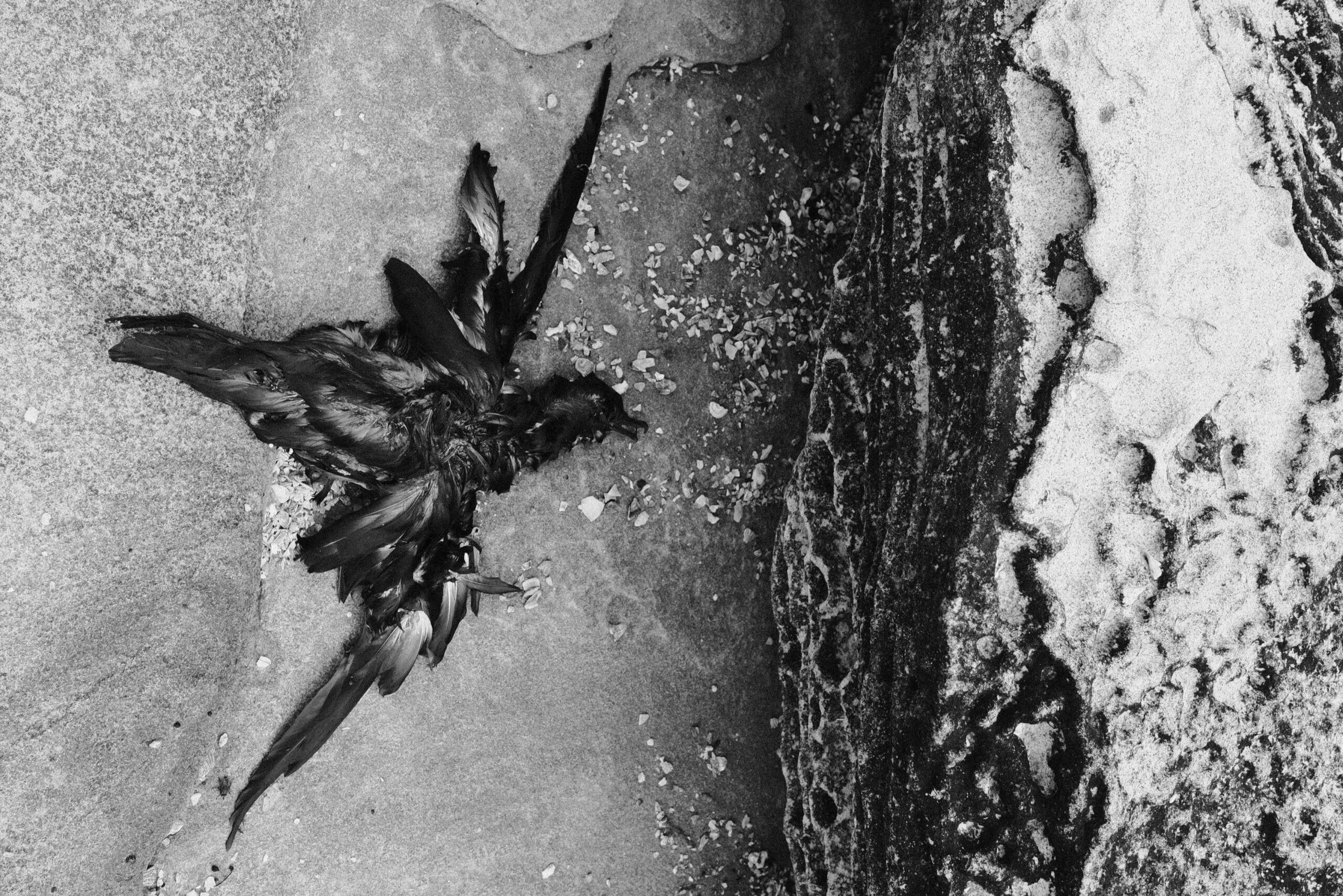 Dead bird spiritual meanings