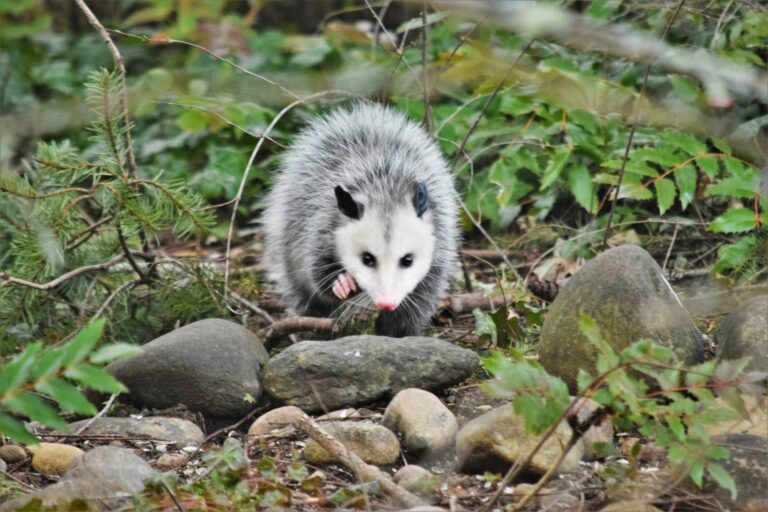 Possum spirit animal
