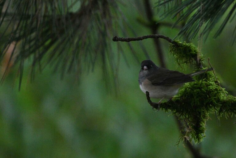 Dark Eyed Junco