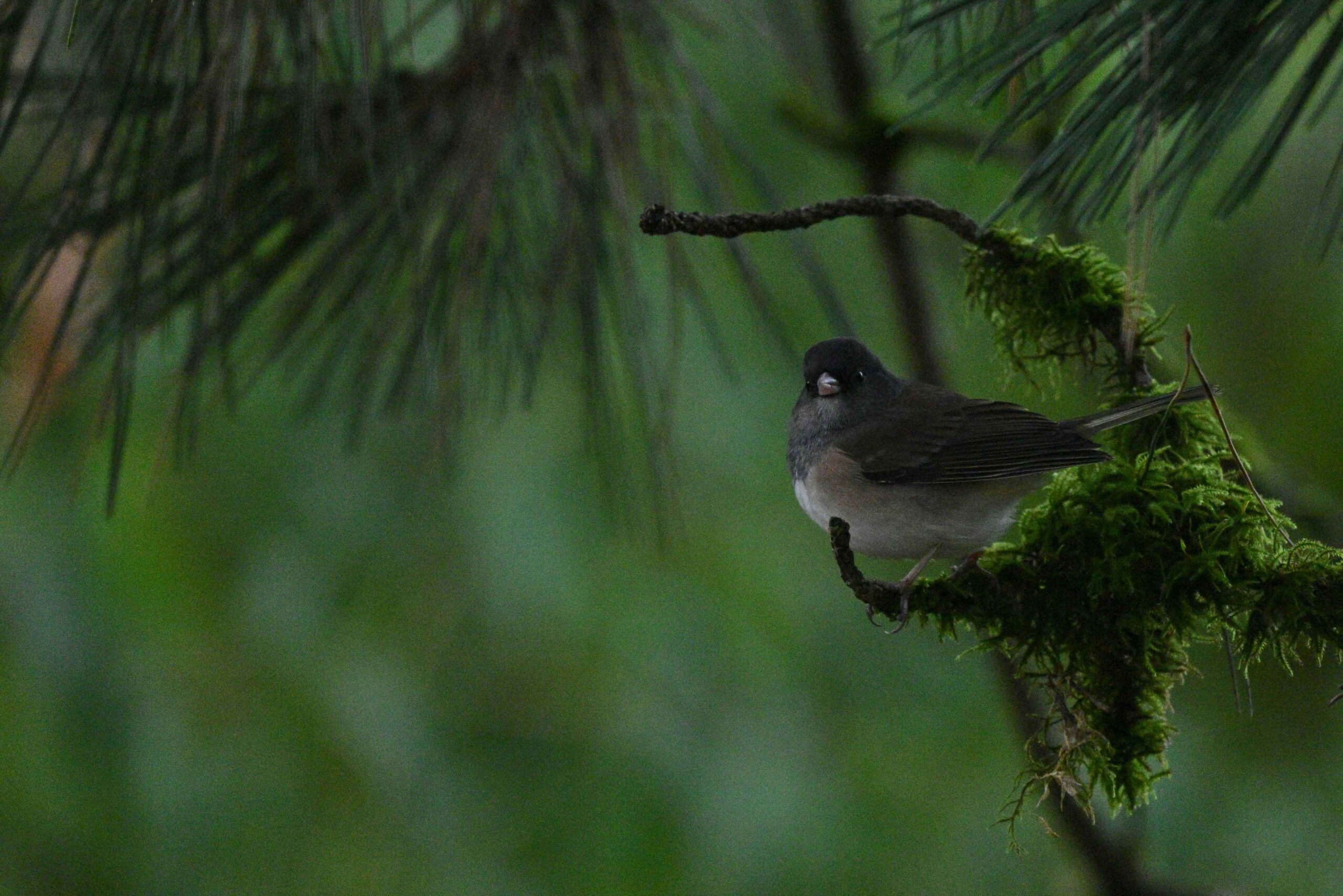 Dark Eyed Junco