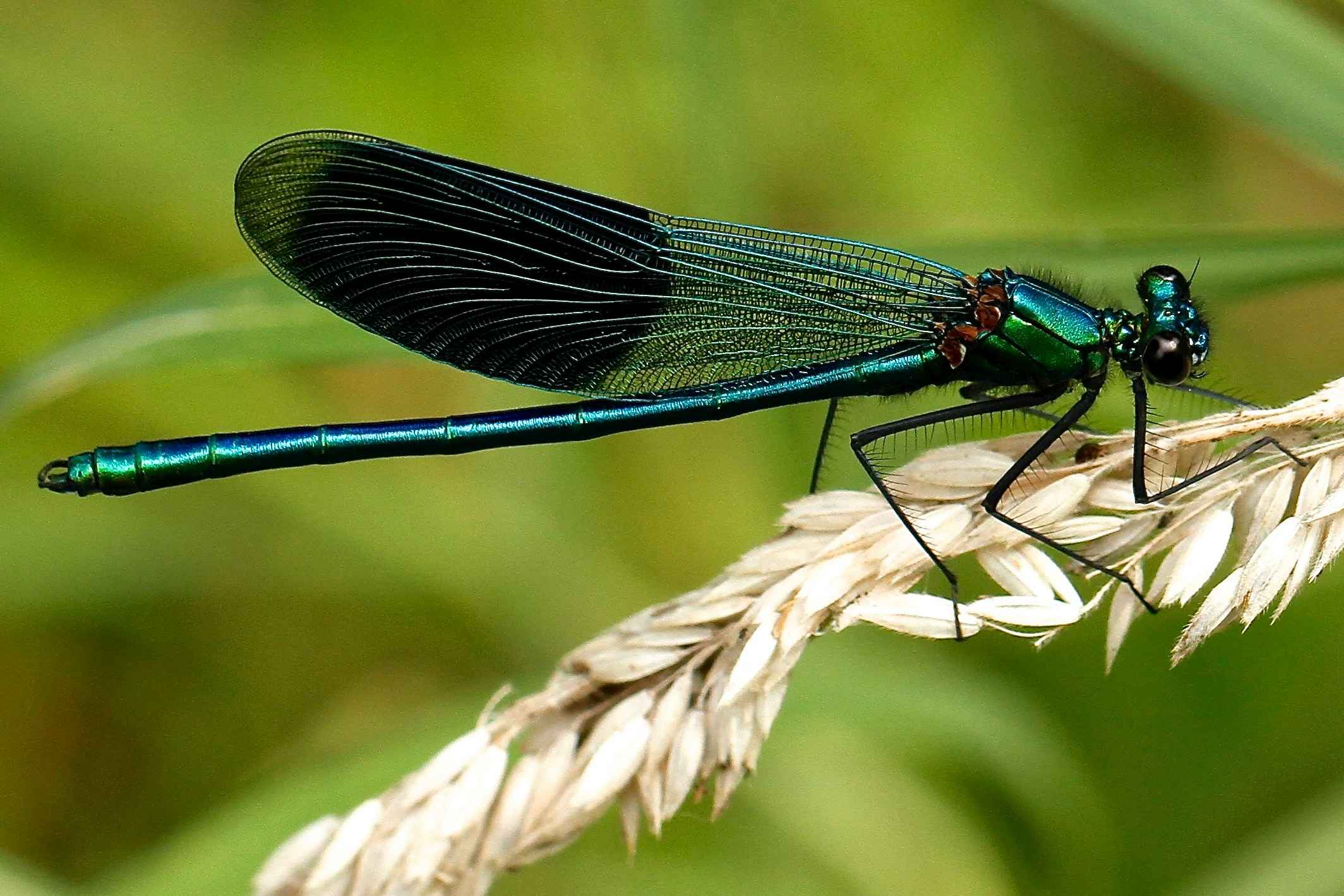 Dragonfly spirit animal