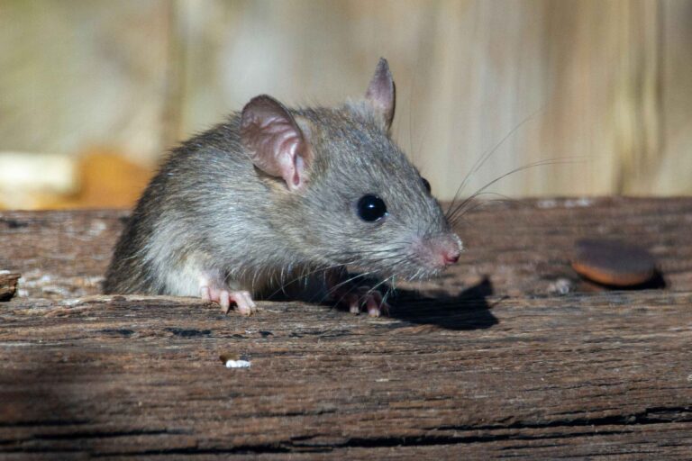 Mouse symbolism